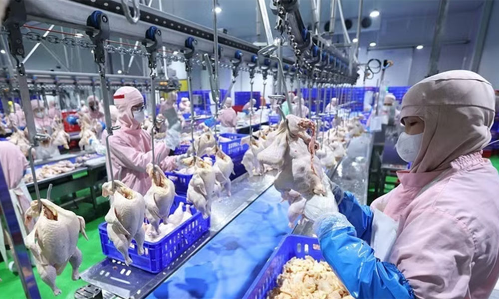 Vietnam, RoK open market for processed chicken products